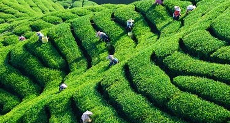 Land of Jade & Tea – Active Taiwan - Crooked Compass 1