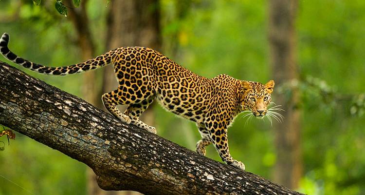 Retraite royale et safari dans la jungle : De Bangalore à Mysore et expédition à Nagarhole - Agora Voyages OPC Pvt Ltd 8