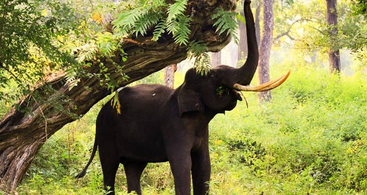 Retraite royale et safari dans la jungle : De Bangalore à Mysore et expédition à Nagarhole - Agora Voyages OPC Pvt Ltd 9
