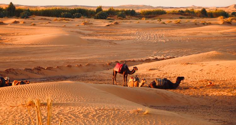 Private 2-Day Camel Trekking in Merzouga All Inclusive with night in Luxury camp - Explore Morocco Travel 8