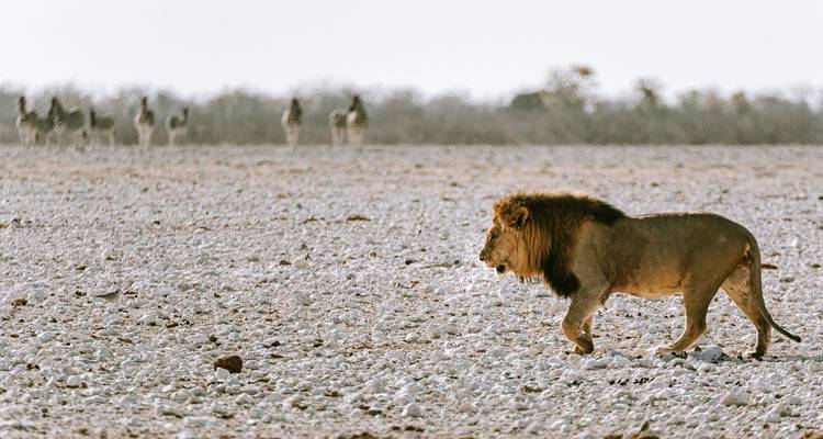 12 jours en Namibie - Chameleon Safaris Namibia 2