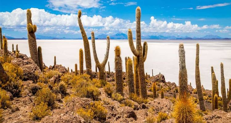 Desierto, Sal y Colores: Explorando el Altiplano Boliviano - 5 días - Receptivo Aborigen Tours 4
