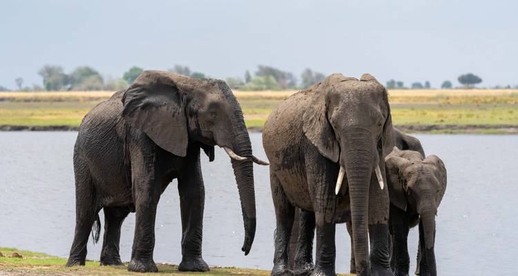 Okavango & Chobe Trail - Classic Tour (camping & accommodated) 2025 - Nomad Africa Adventure Tours 4