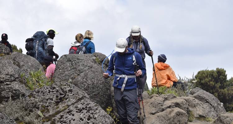 8 Días Ruta Lemosho | Escalada al Kilimanjaro - Migration Venture Africa  7