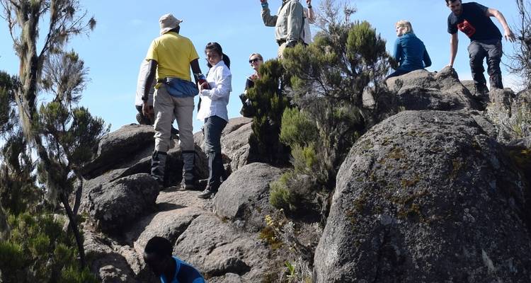 8 Días Ruta Lemosho | Escalada al Kilimanjaro - Migration Venture Africa  8