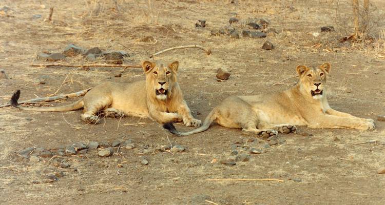 Sacred Temple & Gir National Park Expedition - Agora Voyages OPC Pvt Ltd 9