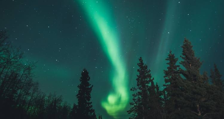 Nordlicht am Nachthimmel über einem Wald.