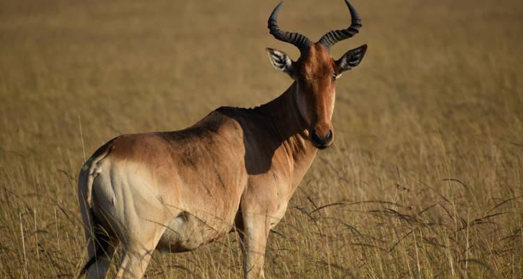 3-Day Kenya Lodge Safari - Amboseli Park - Exciting Africa Holidays 8
