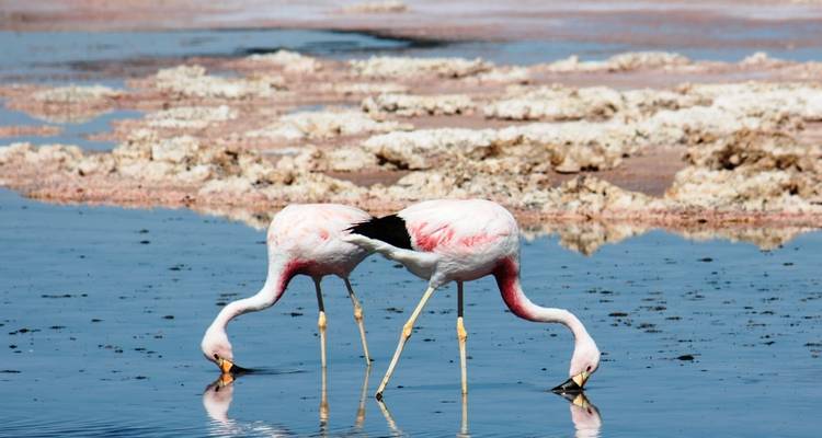 Tailor-Made Best Chile Family Tour, Private Guide & Driver - Agate Travel 7