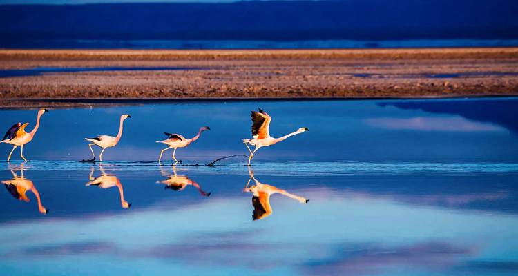 Tailor-Made Best Chile Family Tour, Private Guide & Driver - Agate Travel 1