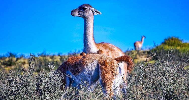 Tailor-Made Best Chile Family Tour, Private Guide & Driver - Agate Travel 4