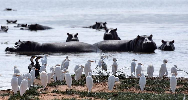 Gruppe von Nilpferden im Wasser mit Vögeln, die am Ufer stehen.