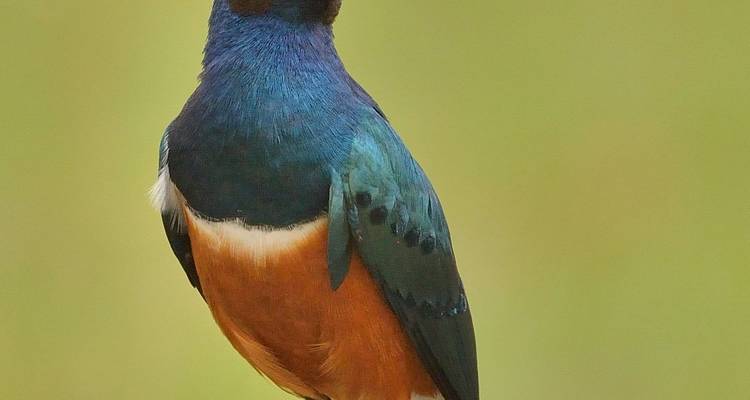 Bunter Vogel, der vor einem unscharfen, natürlichen Hintergrund sitzt.