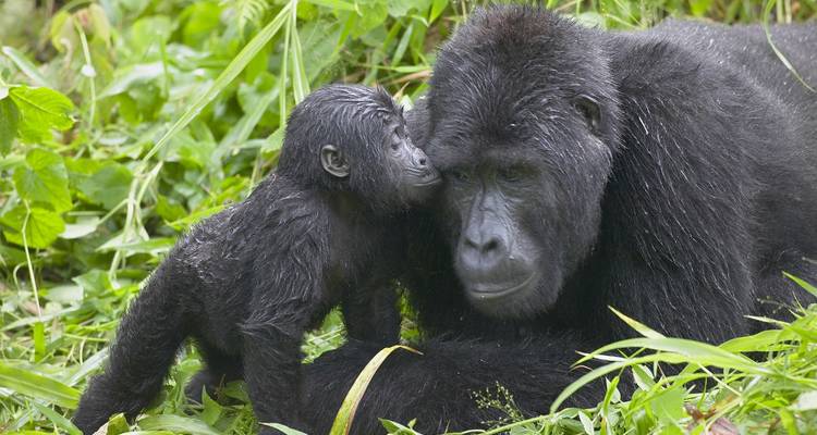 Excursión Ultimate Gorilla de 3 días - Kenlink Tours And Travel 1