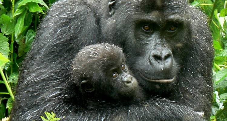 Excursión Ultimate Gorilla de 3 días - Kenlink Tours And Travel 2