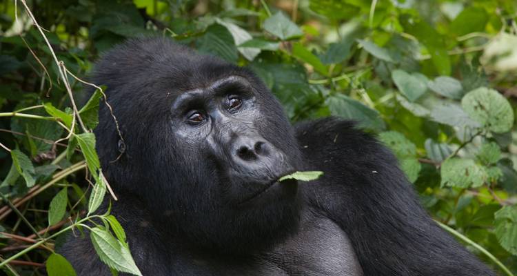 Excursión Ultimate Gorilla de 3 días - Kenlink Tours And Travel 4