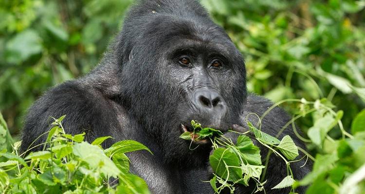 Excursión Ultimate Gorilla de 3 días - Kenlink Tours And Travel 6