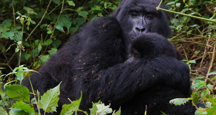 Excursión Ultimate Gorilla de 3 días - Kenlink Tours And Travel 8