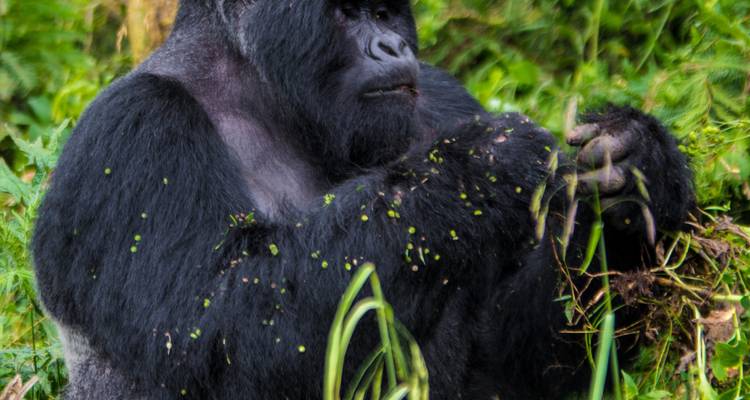 Excursión Ultimate Gorilla de 3 días - Kenlink Tours And Travel 10