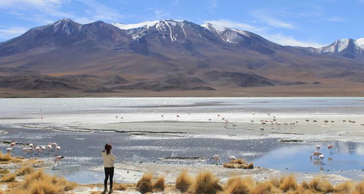 Les flamants roses se nourrissent dans un lac andin peu profond, bordé par des montagnes enneigées aux reliefs accidentés.