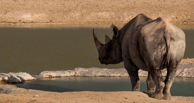 Safari en camping dans le nord de la Namibie et sur la côte des Squelettes - 7 jours - Chameleon Safaris Namibia 7