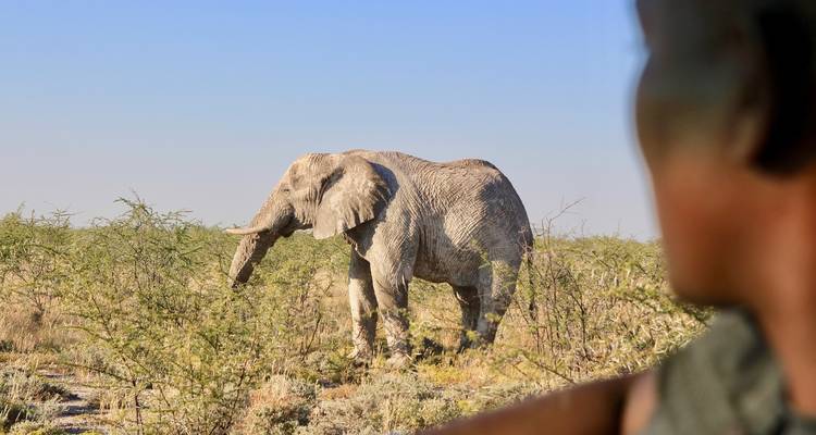 Safari en camping dans le nord de la Namibie et sur la côte des Squelettes - 7 jours - Chameleon Safaris Namibia 6