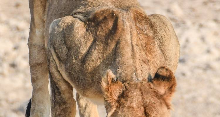 Safari en camping dans le nord de la Namibie et sur la côte des Squelettes - 7 jours - Chameleon Safaris Namibia 2