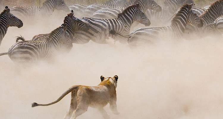 Une lionne poursuivant des zèbres à travers une savane poussiéreuse.