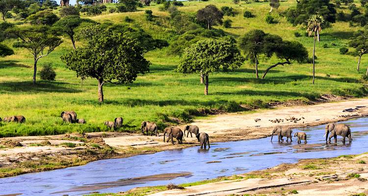 Des éléphants marchant le long d'une rivière dans un paysage verdoyant et luxuriant.