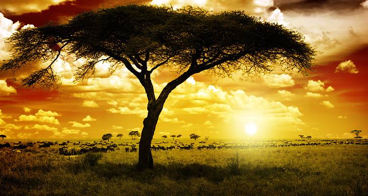 Un arbre solitaire sous un ciel dramatique au coucher du soleil.