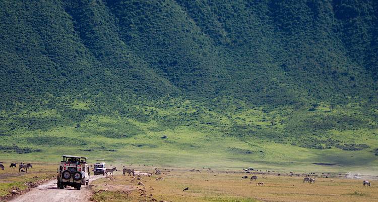 Jeeps sur un sentier de safari avec un paysage verdoyant luxuriant en arrière-plan.
