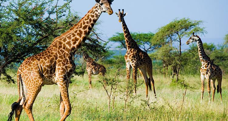 Un groupe de girafes se tenant debout dans une zone herbeuse avec des acacias.