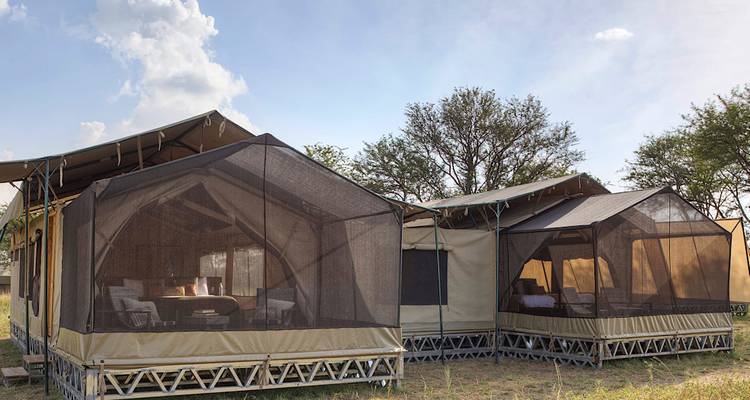 Tentes de safari de luxe en plein air dans un cadre herbeux.