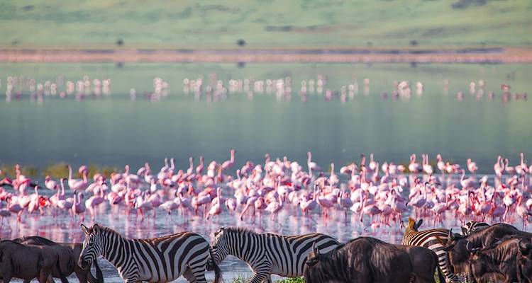 Flamants roses, zèbres et gnous près d'un lac avec des montagnes au loin.