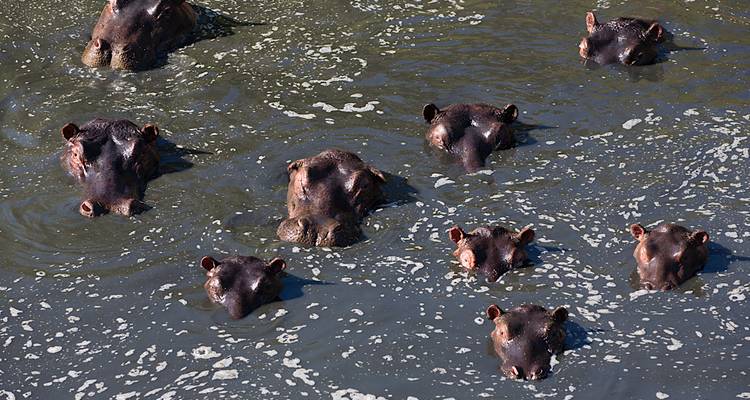 Groupe d'hippopotames immergés dans l'eau.