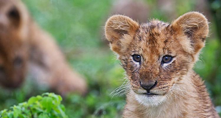 Gros plan d'un lionceau dans l'herbe.