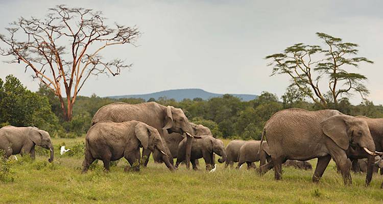 Éléphants marchant dans la savane.