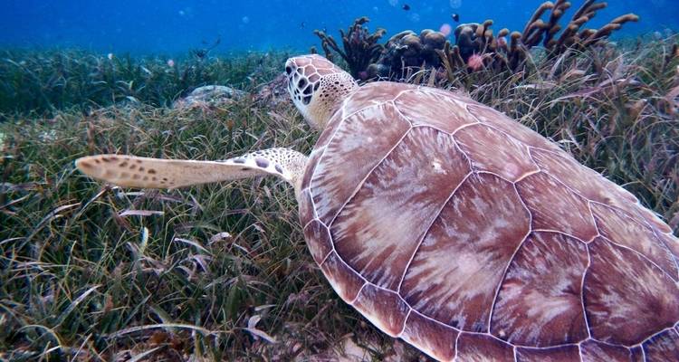 Voyage au Belize - 6 jours - Receptivo Aborigen Tours 10