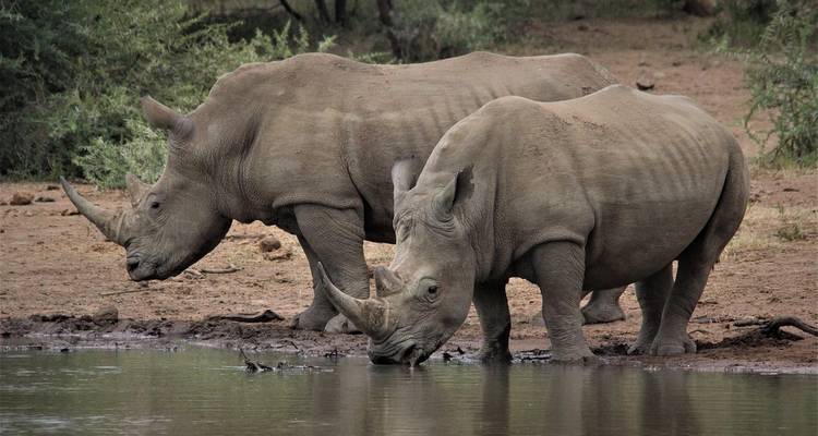 Viaje al triángulo de oro del noreste con el Parque Nacional de Kaziranga - Amazing India Tours 1