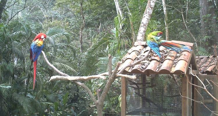 Honduras: San Pedro Sula, Copan Ruins & Roatan - 5 days - Receptivo Aborigen Tours 7