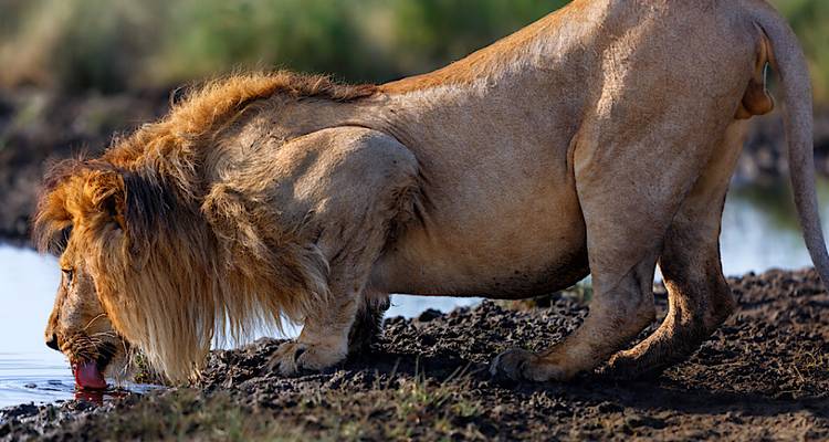 Leeuw die water drinkt bij een modderplas.