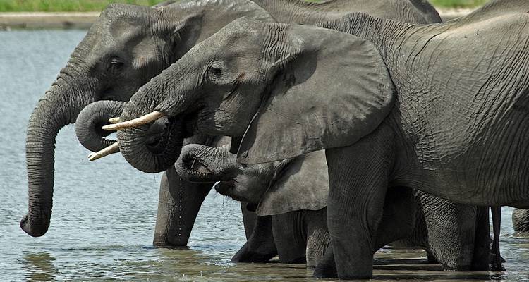 Olifanten die water drinken bij het water.