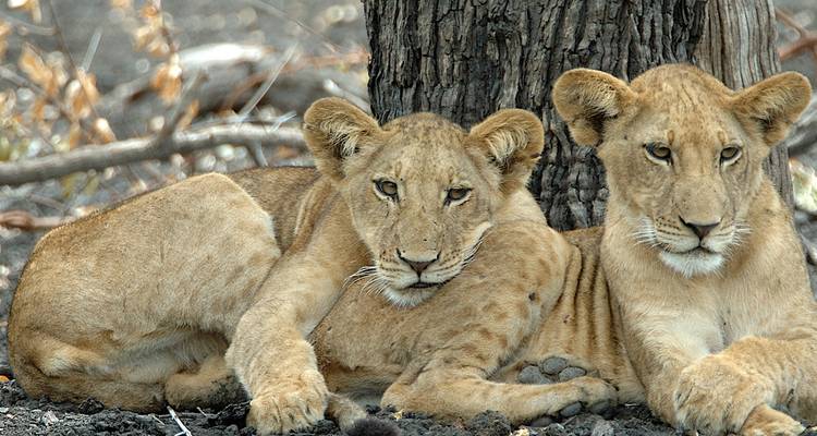 Twee jonge leeuwen rusten bij een boom.