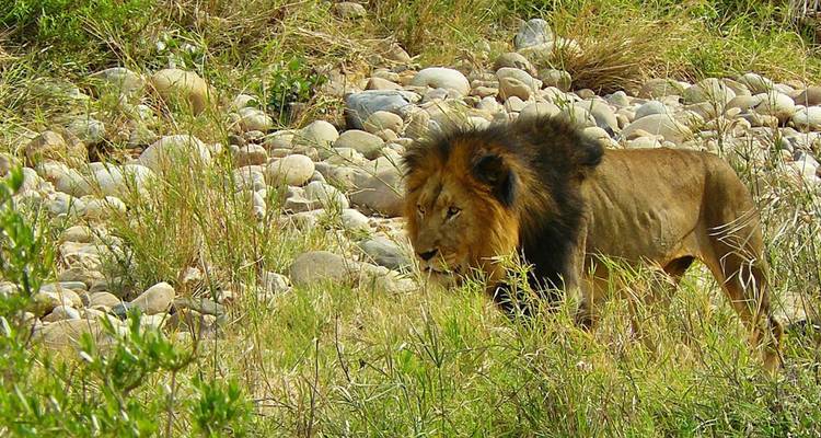 Afrique du Sud : Du Cap à Kruger - Cosmos 1