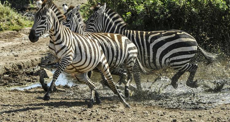 Zebras, die durch ein schlammiges Wasserloch laufen.