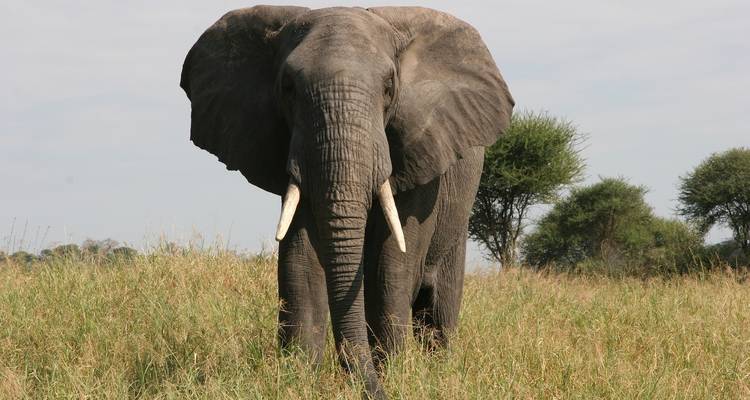 Großer Elefant in einem offenen Grasland.