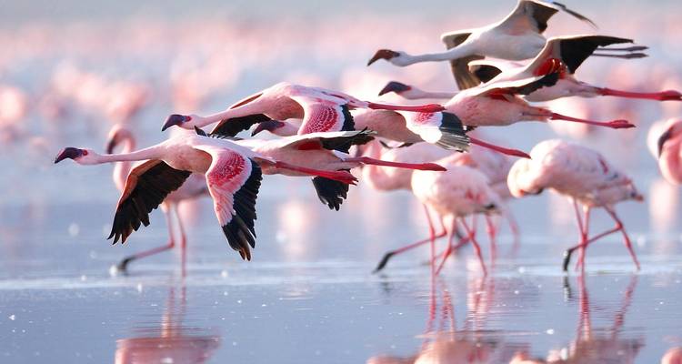 Circuit de 13 jours en Afrique de l'Est (gorilles et safari) - Exciting Africa Holidays 6