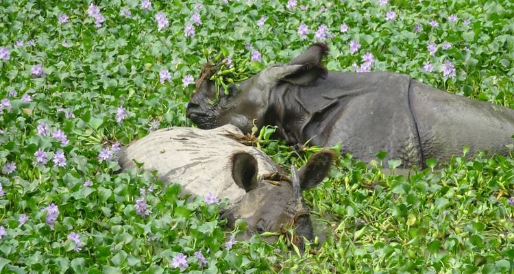 Deux rhinocéros se reposant dans un lit de verdure luxuriante et de fleurs.
