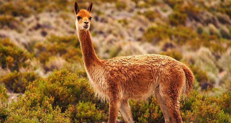 Tailor-Made Peru Trip to Cusco,  Daily Depart & Private Guide - Agate Travel 9