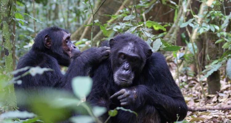 Gorilles, chimpanzés et lac Mburo Safaris Ouganda - 6 jours - Enchanted Uganda Safaris Ltd  1